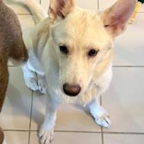 Thumbnail photo of Toby #4