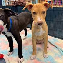 adopt-pet