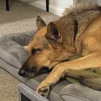 Thumbnail photo of SJ #2