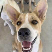 Thumbnail photo of Leia #4