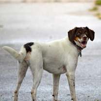 Thumbnail photo of Available for Adoption - Lacta (located in IA, USA) #2