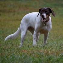 Thumbnail photo of Available for Adoption - Lacta (located in IA, USA) #4