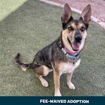 adopt-pet