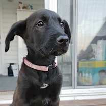 Thumbnail photo of Yang #1