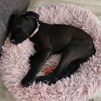 Thumbnail photo of Yang #2