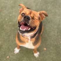 adopt-pet