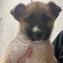 adopt-pet