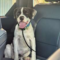 Thumbnail photo of Bodie #1