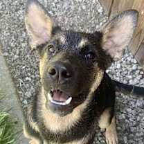 Thumbnail photo of Luke #1