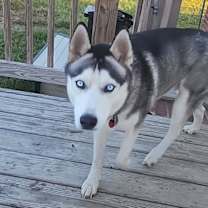 Thumbnail photo of Maximillian #2