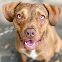 Thumbnail photo of Lulu #4