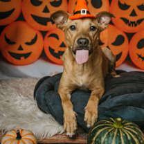 Thumbnail photo of Dax #1