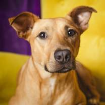 Thumbnail photo of Dax #2