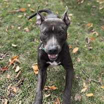 Thumbnail photo of Gatsby #3