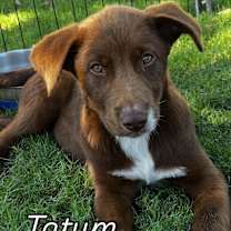 adopt-pet