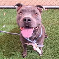 adopt-pet