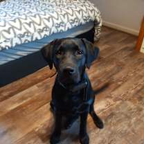 Thumbnail photo of Maximus Milo #1