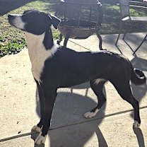 Thumbnail photo of Roxy #1