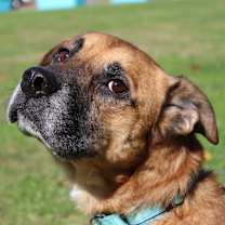 Thumbnail photo of Bear Bear #2