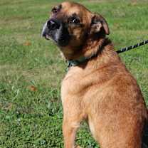 Thumbnail photo of Bear Bear #3