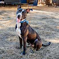 Thumbnail photo of Alvin #2