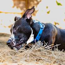 Thumbnail photo of Alvin #3