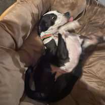 Thumbnail photo of Junior #3