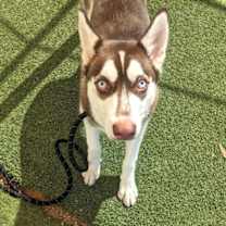 adopt-pet