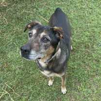 Thumbnail photo of Saban Sr #2