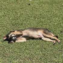 Thumbnail photo of Saban Sr #3