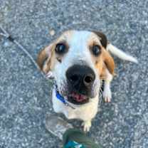 Thumbnail photo of Dash #2