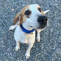 Thumbnail photo of Dash #3