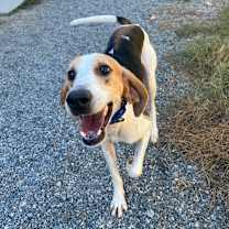 Thumbnail photo of Dash #4