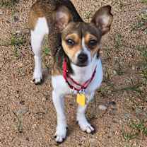 adopt-pet