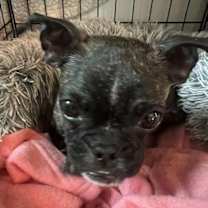 Thumbnail photo of Bonnie - Bethany Pup #4