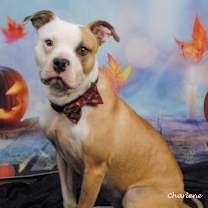 Thumbnail photo of Pupward Scissorpaws #1