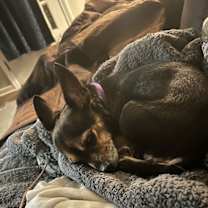 Thumbnail photo of Aggie #1