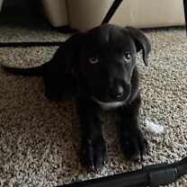 adopt-pet