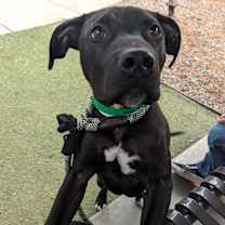 adopt-pet