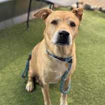 adopt-pet