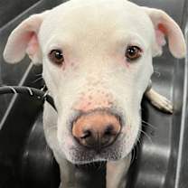 adopt-pet