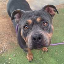 adopt-pet