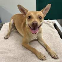 adopt-pet