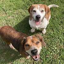 Thumbnail photo of Foghorn #3