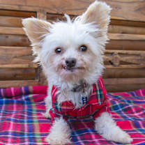 Thumbnail photo of Forrest #1