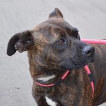 Thumbnail photo of CHERRY #3