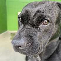 Thumbnail photo of Velvet #2