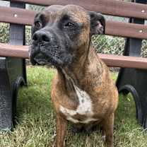 Thumbnail photo of Dolly #2