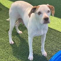 Thumbnail photo of Petunia #3