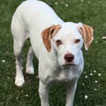 Thumbnail photo of Petunia #4